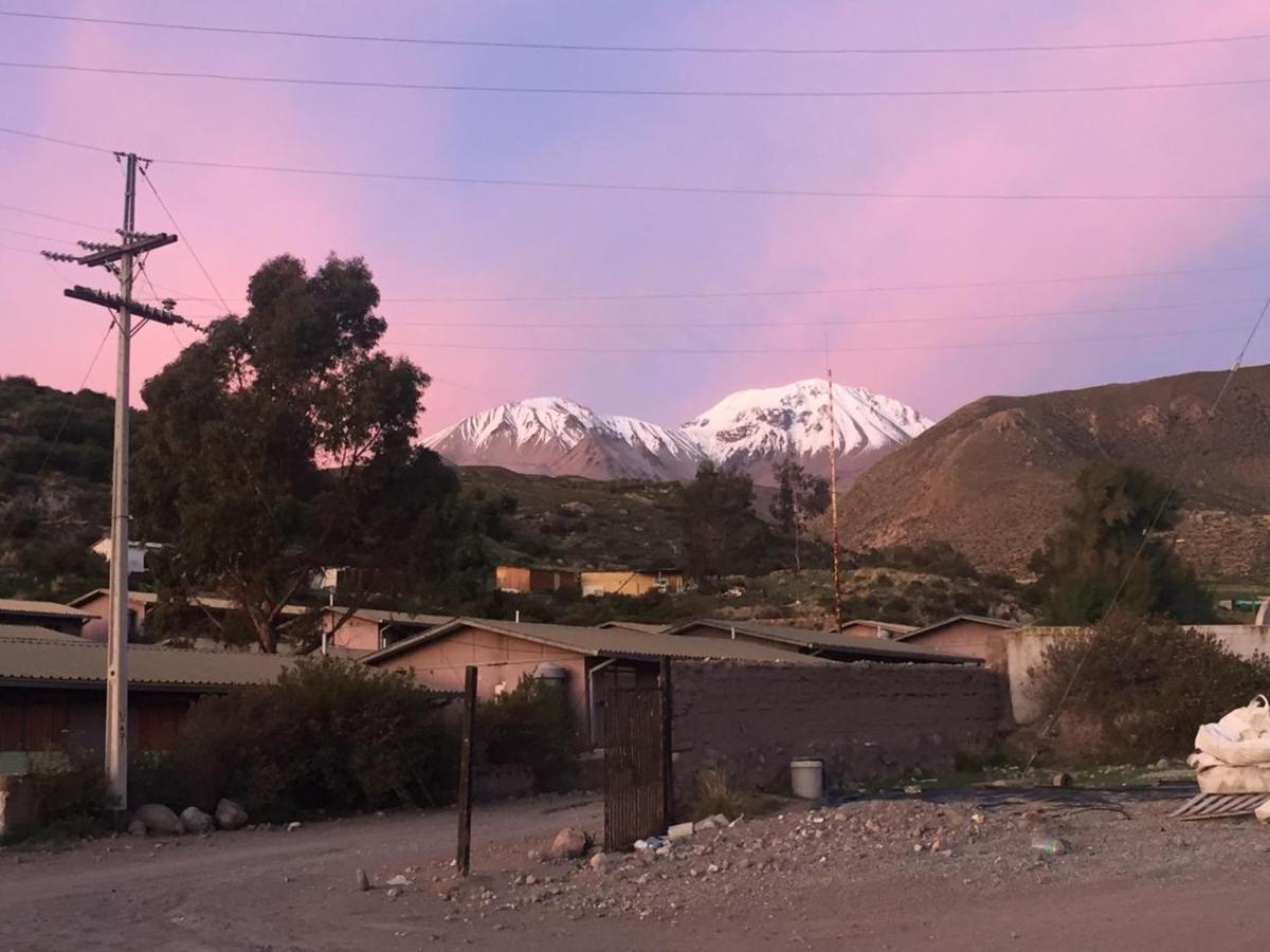 Vicuñas Putre